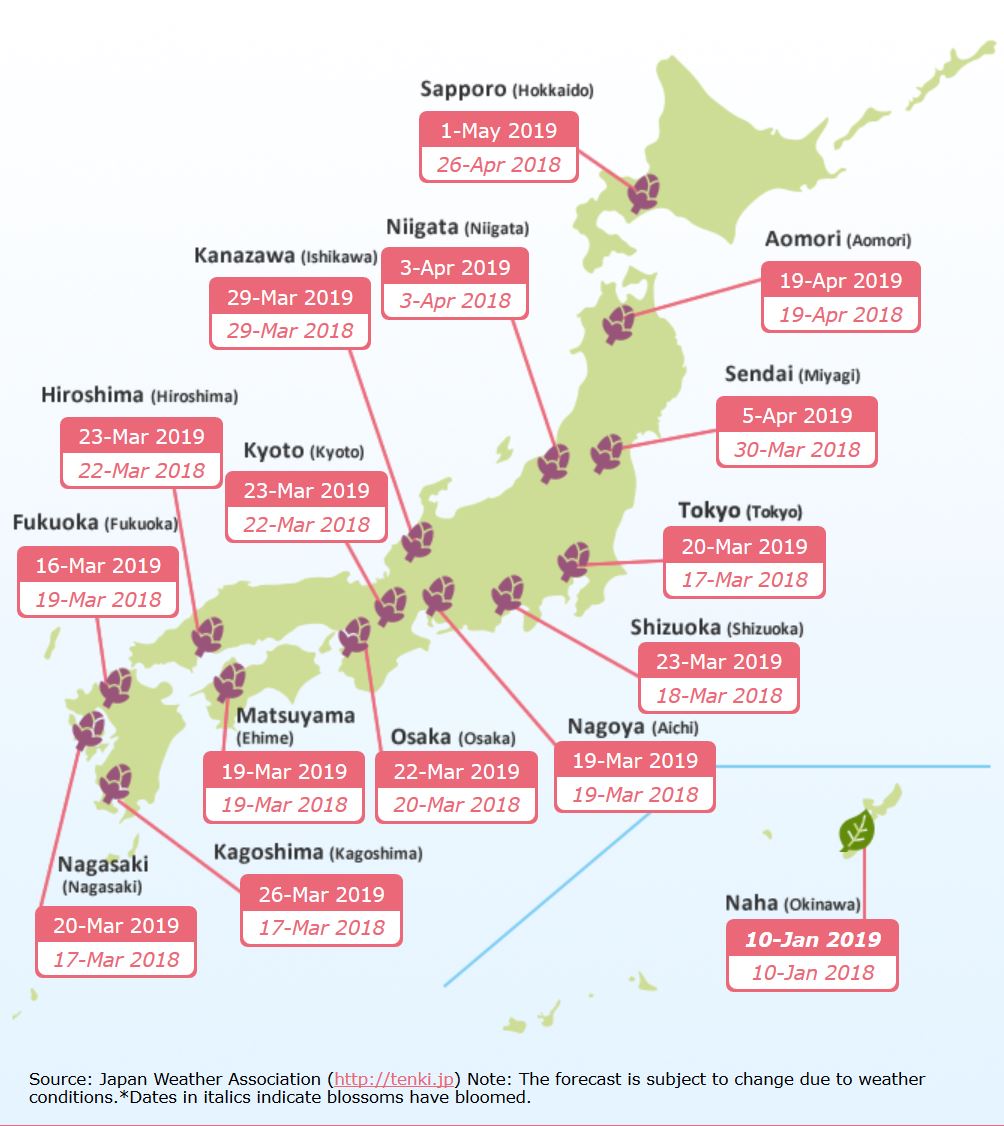 What Is Hanami and How to Plan the Best Sakura Viewing Otashift