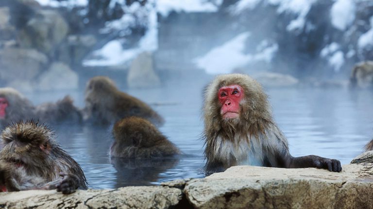 Japanese Hot Springs: All You Need to Know to Onsen Like a Pro - Otashift