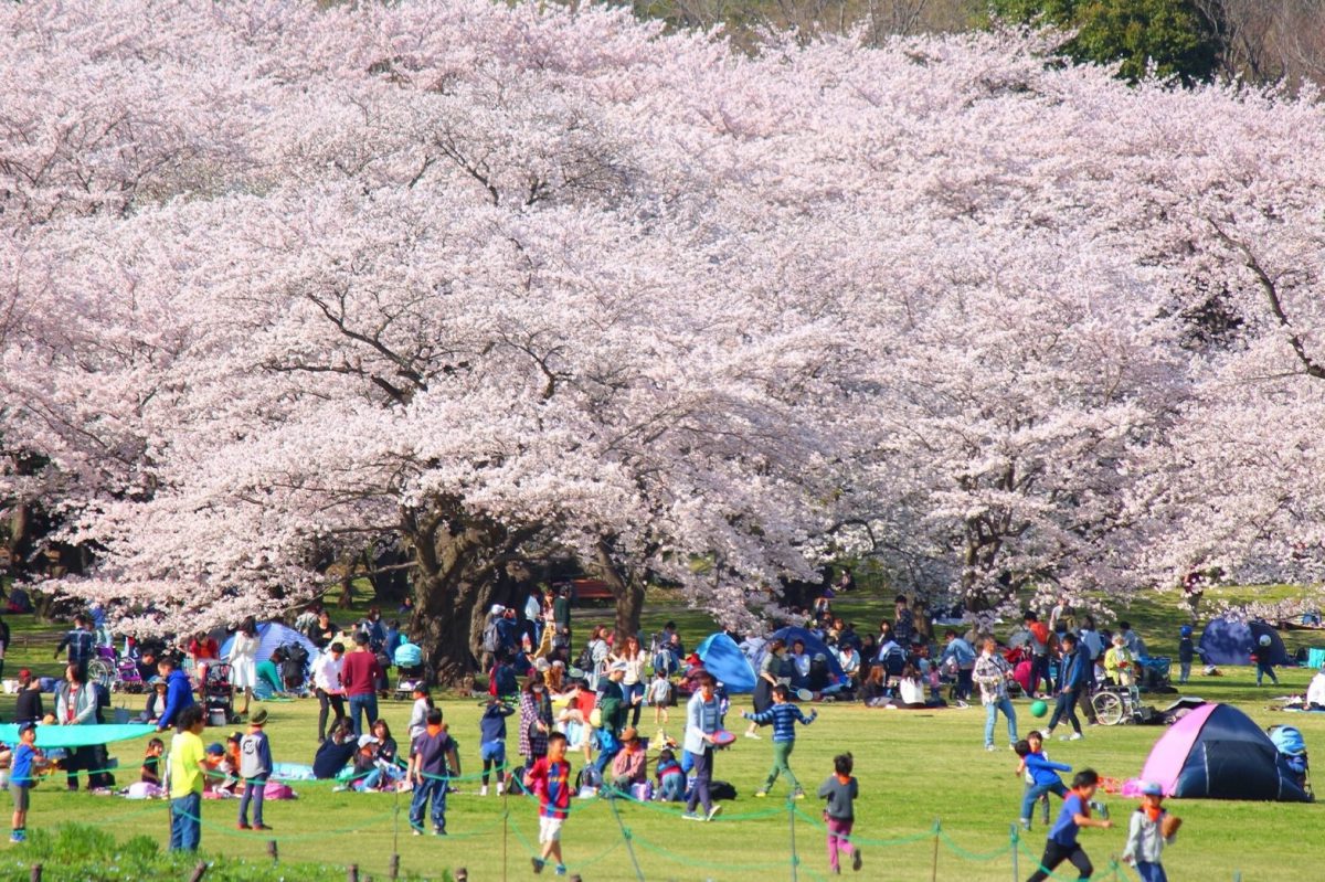 What Is Hanami And How To Plan The Best Sakura Viewing - Otashift